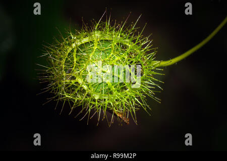 Lady Margaret Leidenschaft Samen Pflanzen - Passiflora Stockfoto