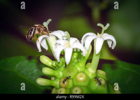 Noni Obst und Blumen auf dem Baum, Morinda citrifolia Stockfoto