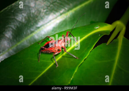 Roter Baumwolle Bug-Paarung Dysdercus cingulatus Stockfoto