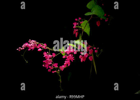 In der Nähe von Antigonon Blume im Garten Stockfoto