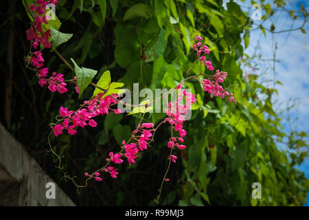 In der Nähe von Antigonon Blume im Garten Stockfoto