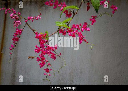 In der Nähe von Antigonon Blume im Garten Stockfoto