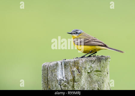 Maennchen, schafstelze Motacilla flava, Männliche western Schafstelze Stockfoto