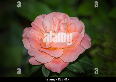 In der Nähe von wunderschönen orange Rose im Garten Stockfoto