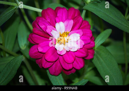 Close up Schöne rosa zinnia Blume im Garten Stockfoto