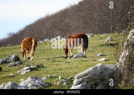 Nahaufnahme der zwei schöne braune Pferde, Schürfwunden auf dem italienischen Hügel frei. Stockfoto