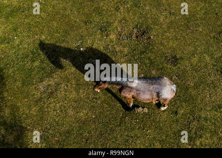 Luftaufnahme der ein Pferd mit seinem Schatten spiegelt sich auf dem Gras, Weiden in einer ländlichen Gegend in Italien. Stockfoto