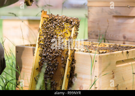 Imkerei Bienenstock Rahmen mit Bienen Wachs Struktur voller frischer Honig von Bienen in den Waben beiseite stehen den Bienenstock Stockfoto