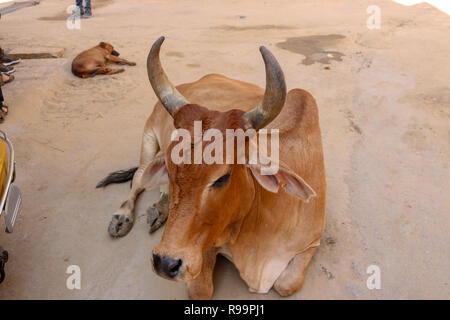 Eine indische Kuh auf der Straße von Jaisalmer, Rajasthan, Indien Stockfoto