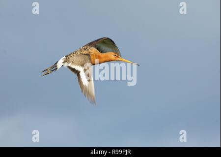 Schwarz Tailed Godwit im Flug über Island Stockfoto