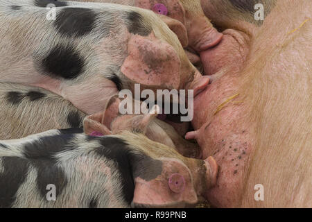 Gloucester alten spot Ferkel saugen Stockfoto