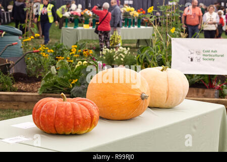 Preisgekrönte Winter Squash auf Display Stockfoto