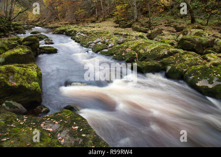 Schnell fließenden Fluss Wharfe am Strid im Herbst. Bolton Abbey, North Yorkshire Dales Stockfoto