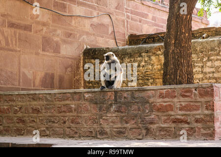 Ein Affe, der an der Wand in Mandore Garten, Jodhpur, Rajasthan Stockfoto