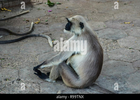 Ein Affe am Straßenrand in Mandore Garten, Jodhpur, Rajasthan Stockfoto