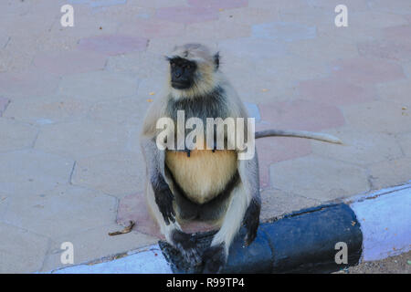 Ein Affe am Straßenrand in Mandore Garten, Jodhpur, Rajasthan Stockfoto