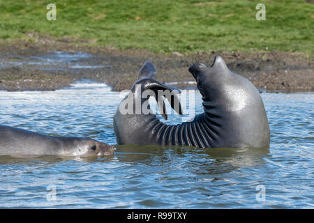 South Georgia, St. Andrews Bay, Allardyce Berge. Größte König Pinguin Kolonie in South Georgia. Junger Elefant Dichtung tun "Yoga" Stockfoto