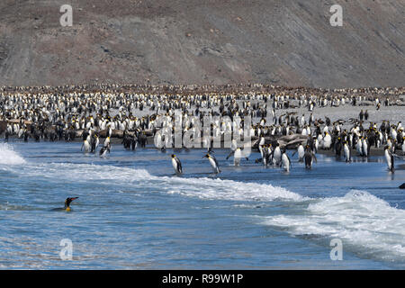 South Georgia, St. Andrews Bay. Die Heimat der größten König Pinguin Kolonie in South Georgia. Ansicht der dicht besiedelten Küste gefüllt mit King penguin Stockfoto