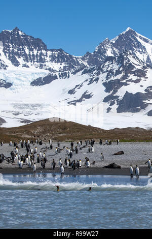 South Georgia, St. Andrews Bay. Die Heimat der größten König Pinguin Kolonie in South Georgia. Ansicht der dicht besiedelten Küste gefüllt mit King penguin Stockfoto