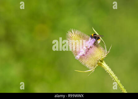 Hummel auf karde Blume Stockfoto