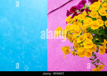 Gelbe und lila Petunie-Blumen hängen an einer leuchtend blau-rosa Stuckwand in Burano, Venedig, Italien Stockfoto
