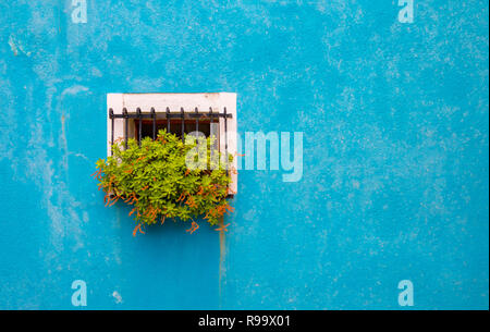 Detail mit blauem, kontrastfarbenem Anstrich auf mehrfarbigen Häusern auf der Insel Burano Venedig Italien mit blumengefülltem Fensterkasten Stockfoto