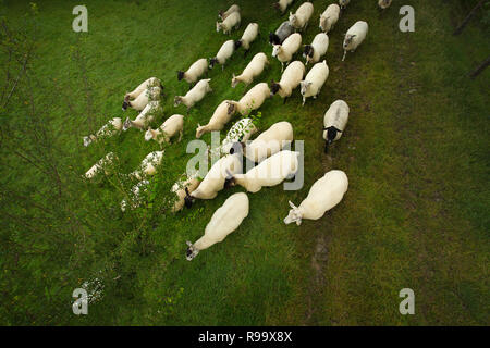 Schafe laufen Stockfoto