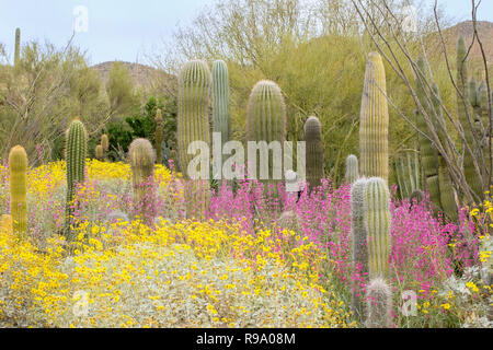 Landschaft der Wüste mit Kakteen und Blumen Stockfoto