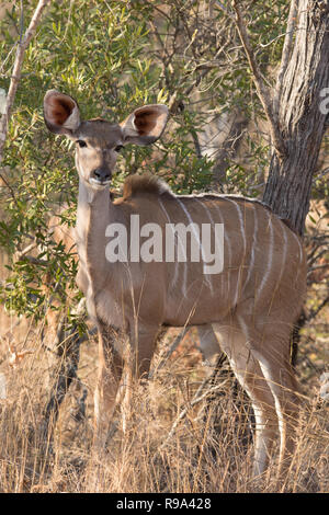 Weibliche junge Kudu Kuh in wilden afrikanischen Busch Stockfoto