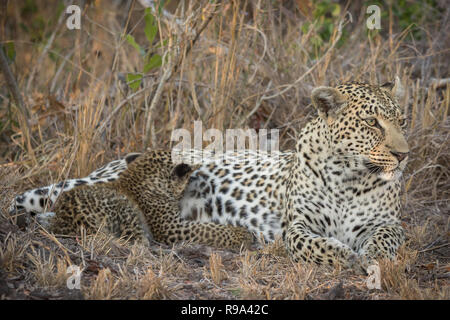 Entspannt Leopardin mit winzigen Cub saugen. Stockfoto