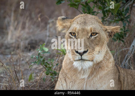 Portrait von Erwachsenen Löwin ruhen Stockfoto