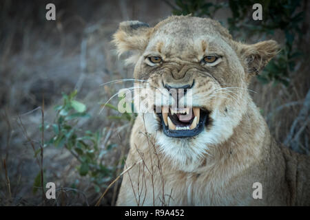 Portrait von Erwachsenen Löwin gähnen Stockfoto
