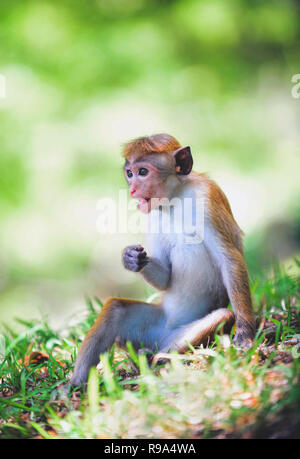 Toque macaque (Macaca sinica) in Anuradhapura, Sri Lanka Stockfoto