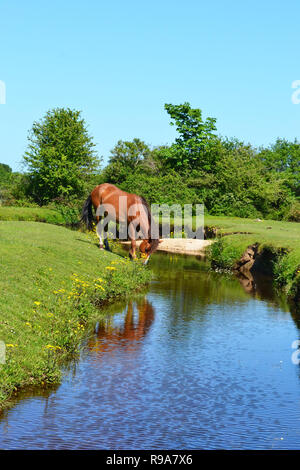 Wildes Pony trinken aus Mühle Rasen Bach, einem hübschen Bach in der Landschaft, in der Nähe der Mill Lane in Burley. Der New Forest, Hampshire, Großbritannien Stockfoto