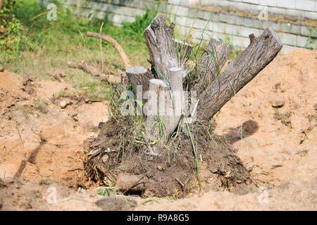 Baumstumpf Baumstumpf in einer Grube in der Nähe - Bis an einem Sommertag Stockfoto