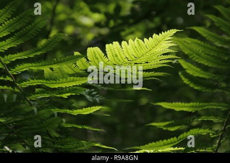 Blatt grüner Farn auf ein verschwommenes natürlichen Hintergrund. Polypody Pflanze wächst in den Wäldern. Stockfoto