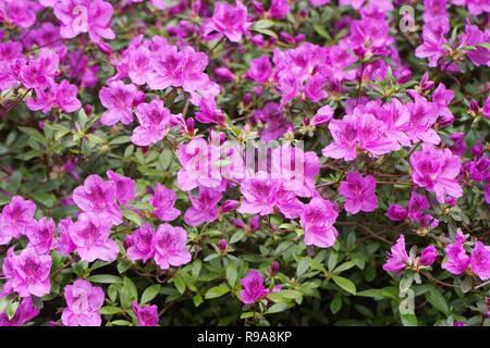 Rhododendron Satsuki Blüten. Stockfoto