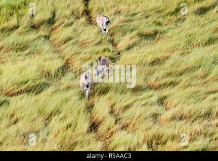 Luftaufnahme von Running zebra im Bush Grasland im Okavango Delta, Botswana, Afrika Stockfoto