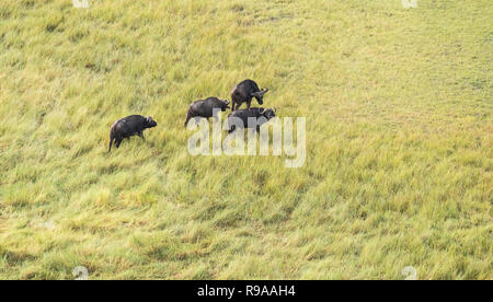 Luftaufnahme von Buffalo im Bush Grasland im Okavango Delta, Botswana, Afrika Stockfoto