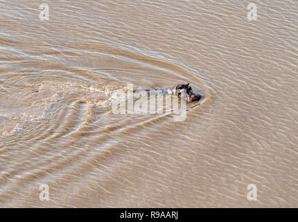 Luftaufnahme auf Big hippo Nilpferd schweben im Wasser, Schwimmen im Fluss, Okavango Delta, Botswana, Afrika Stockfoto