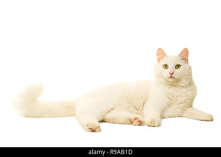 Schöne weiße Türkisch Angora Katze in Weiß isoliert Stockfoto