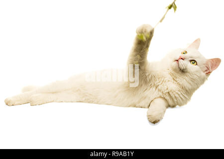 Schöne weiße Türkisch Angora Katze in Weiß spielen mit Stick isoliert Stockfoto