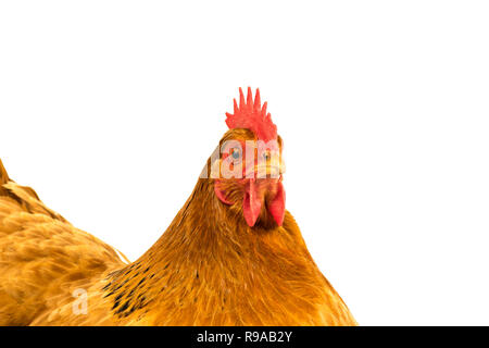 Nahaufnahme eines goldenen New Hamshire Huhn in einem weißem Hintergrund Stockfoto