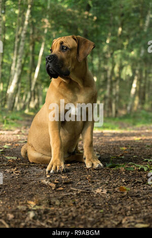 10 Monate jungen boerboel oder Südafrikanischen Mastiff Welpen von vorne gesehen sitzen in einem forrest Einstellung links Stockfoto