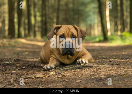 10 Monate jungen boerboel oder Südafrikanischen Dogge Welpe liegend mit dem Kopf auf dem Boden von vorne in einem forrest Einstellung gesehen Stockfoto