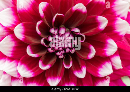 Nahaufnahme einer Blüte Dahlie Tomo an einem sonnigen Tag. Stockfoto