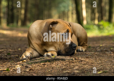 10 Monate jungen boerboel oder Südafrikanischen Dogge Welpe liegend mit dem Kopf auf dem Boden von vorne nach rechts in einem forrest Einstellung gesehen Stockfoto