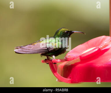 Kupferfarben - vorangegangen Kolibri (Elvira cupreiceps) Stockfoto