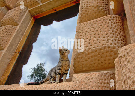 Streunende Katze suchen, bereit, die hohen Mauern der Renaissance Palast von Karl V, maurischen Palast Alhambra, Granada, Spanien zu klettern Stockfoto