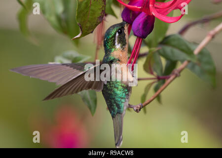 Lila-throated hummingbird (Eulampis jugularis) Stockfoto